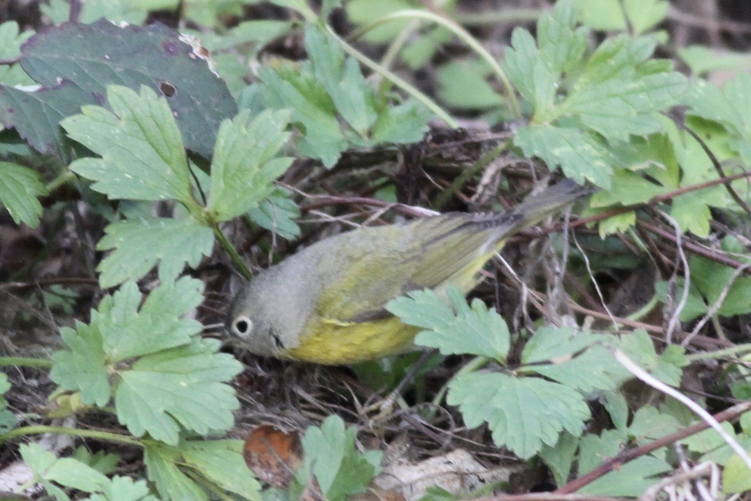 Nashville Warbler - Dan Maxwell