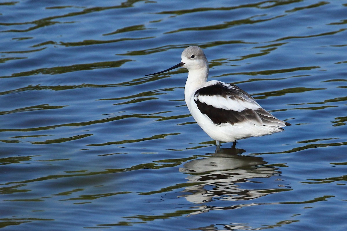 tenkozobec americký - ML608990319