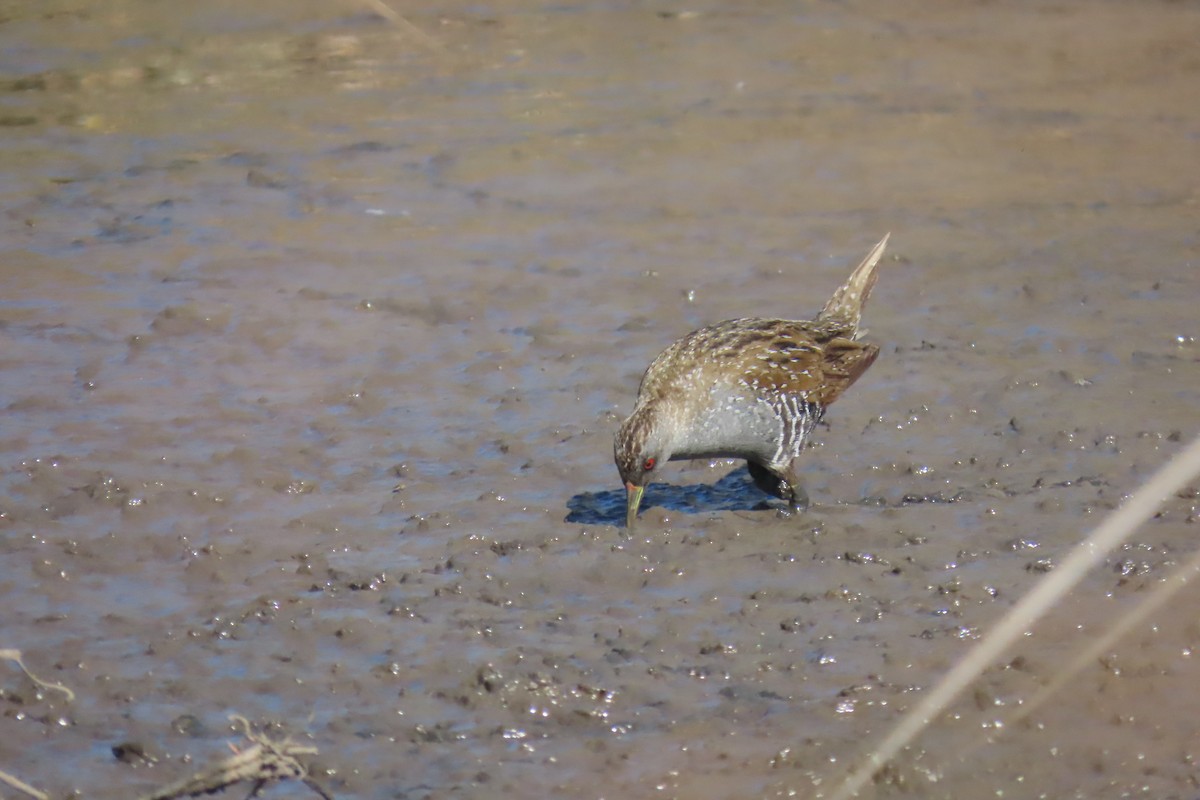 Australian Crake - ML608990323