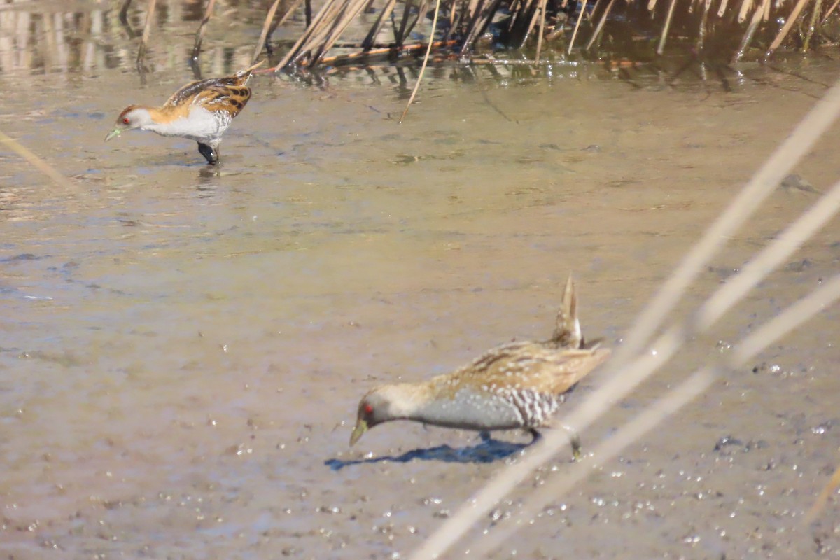 Australian Crake - ML608990339