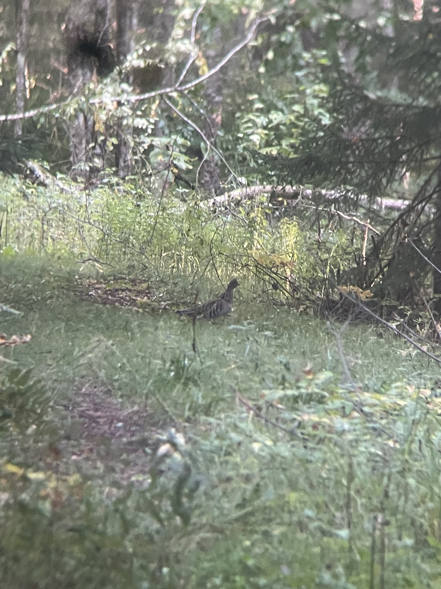 Ruffed Grouse - ML608990340