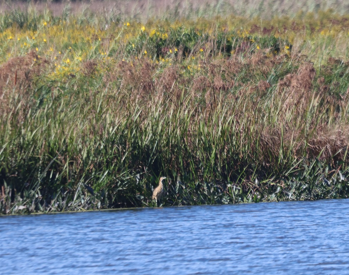 American Bittern - ML608990347