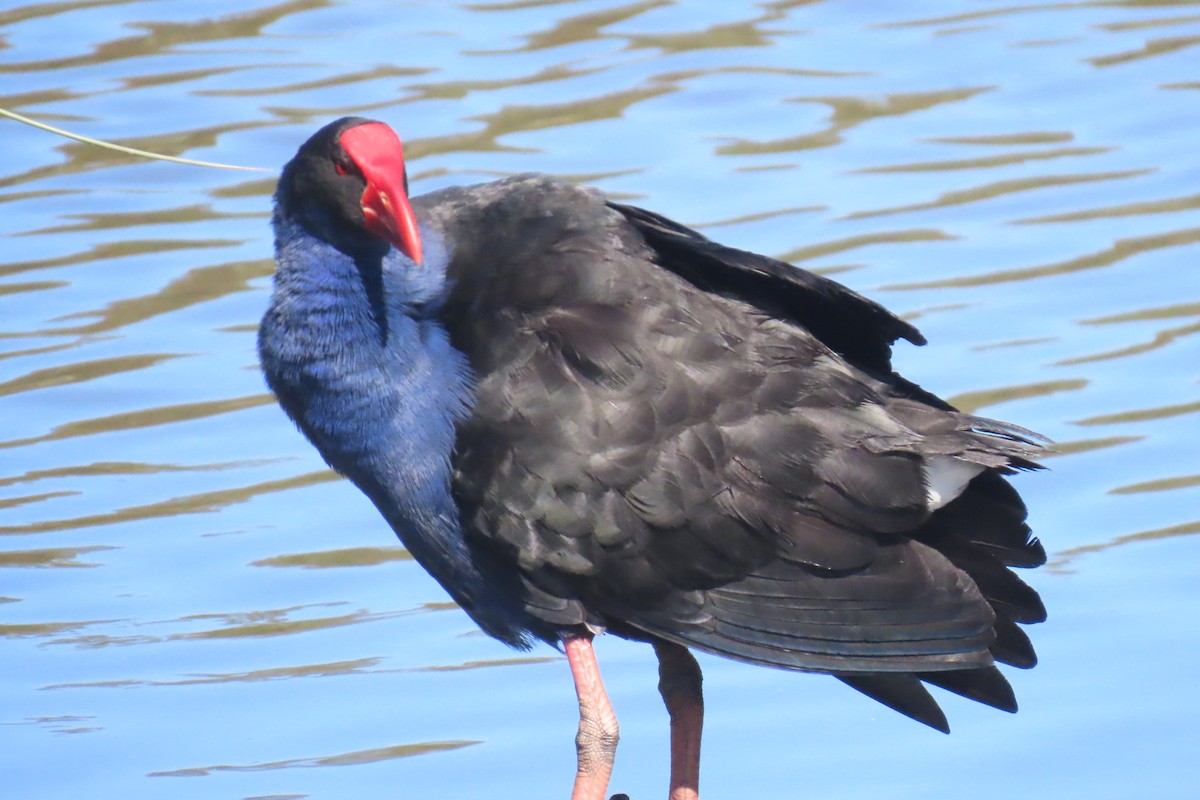 Australasian Swamphen - ML608990386