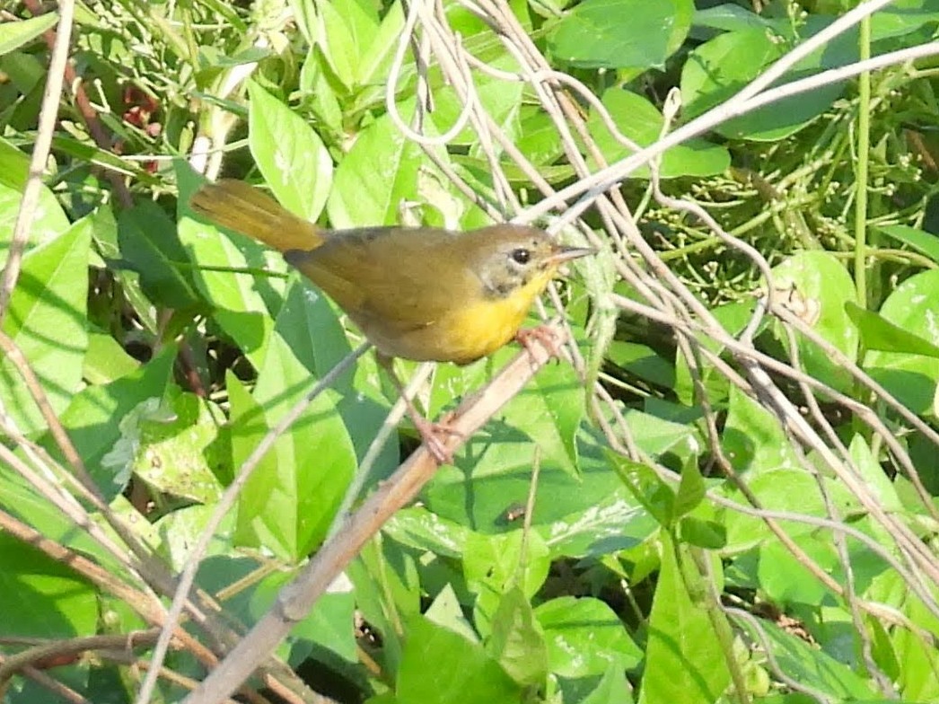 Common Yellowthroat - ML608990398