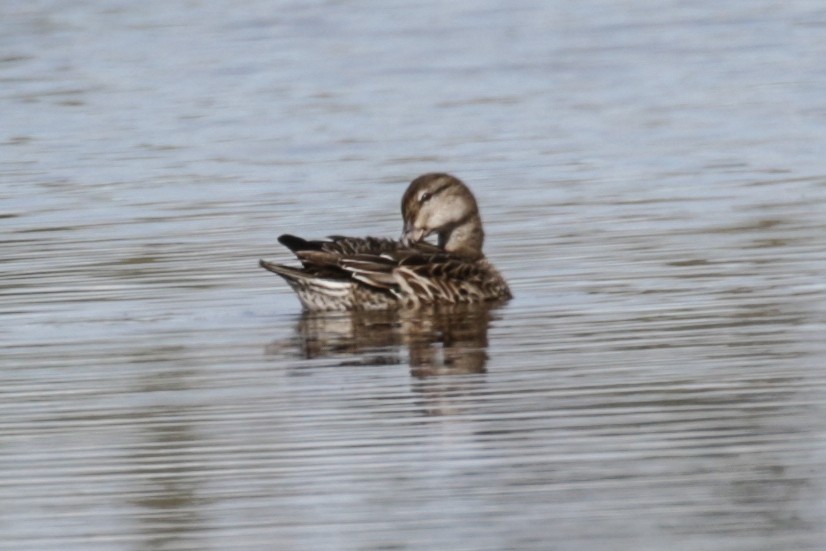 Green-winged Teal - Pam Sinclair