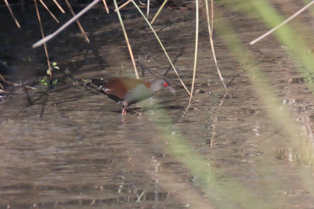 Spotless Crake - ML608990473