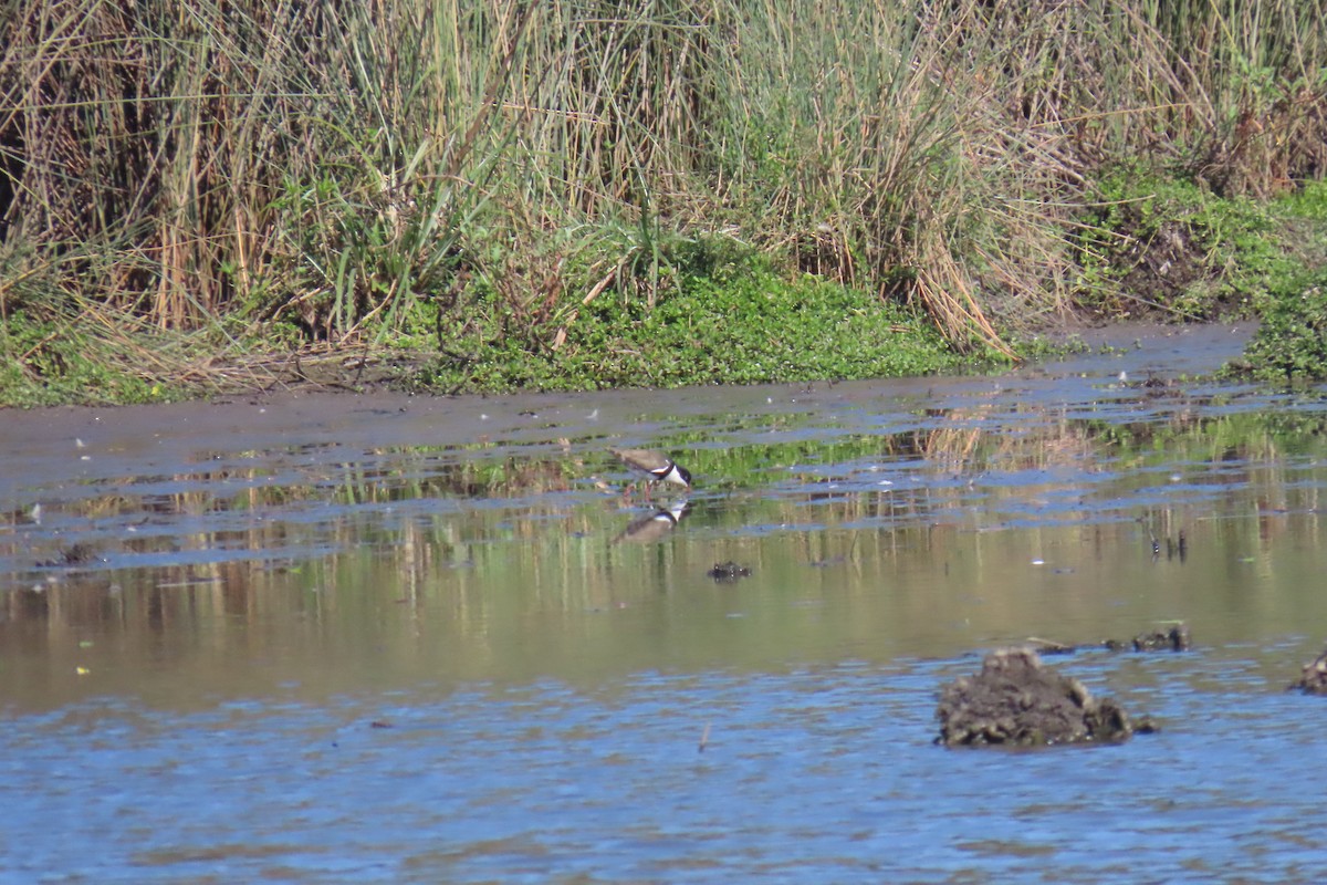 Red-kneed Dotterel - ML608990521