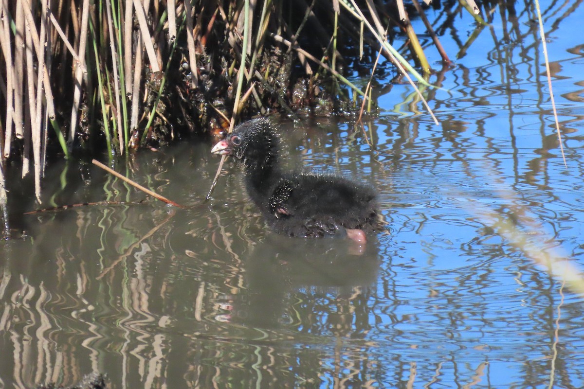 Australasian Swamphen - ML608990529