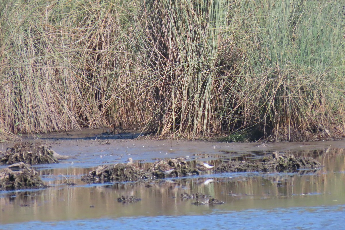 Sharp-tailed Sandpiper - ML608990562