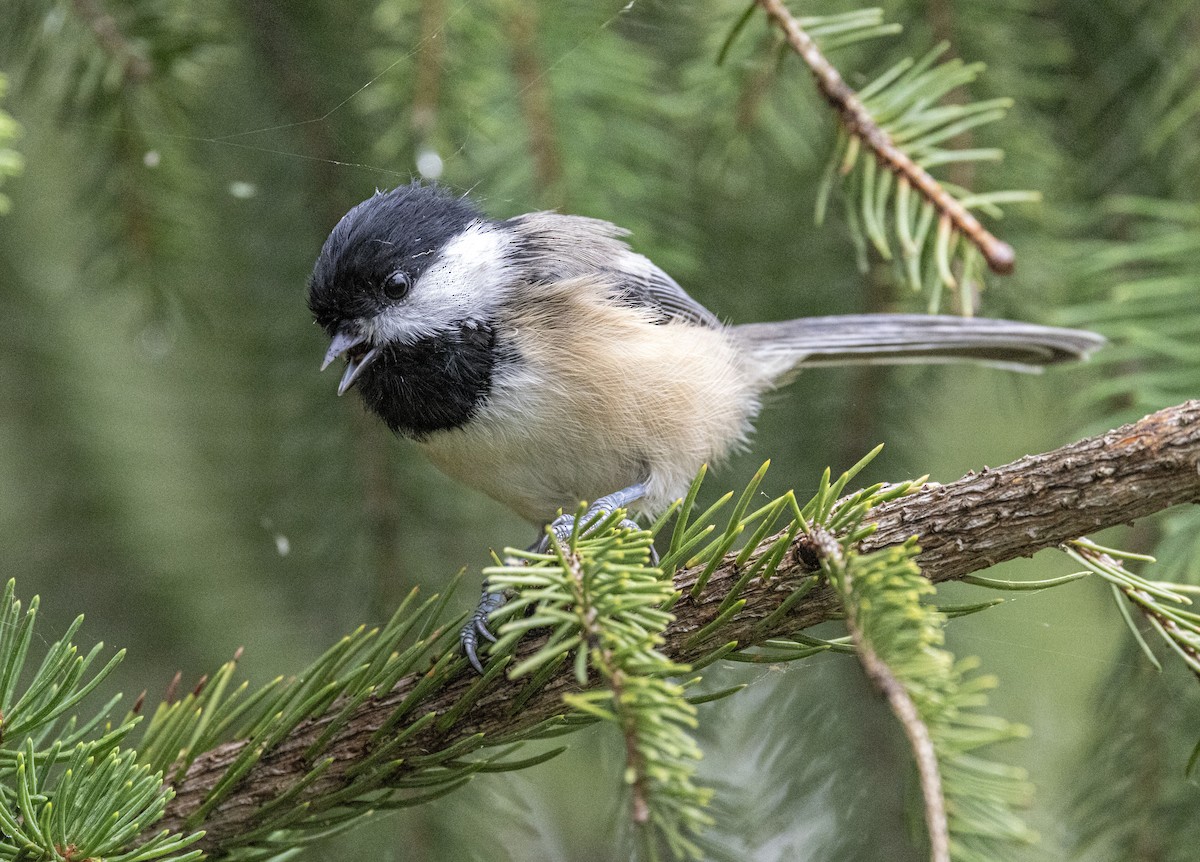 Black-capped Chickadee - ML608990585