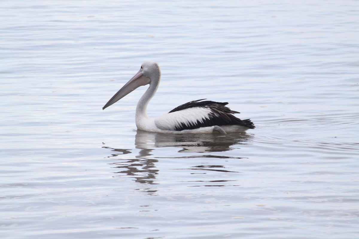 Australian Pelican - John Loch