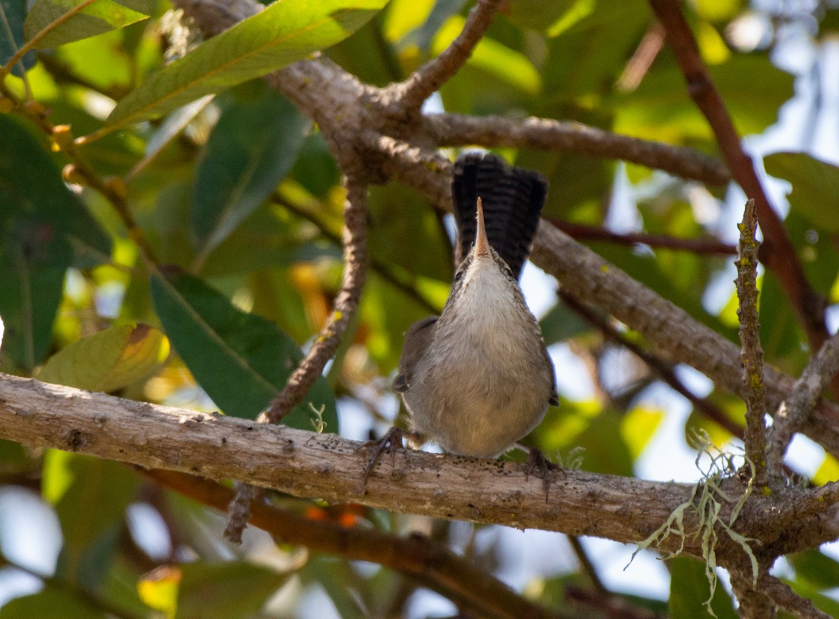 Bewick's Wren - ML608990670