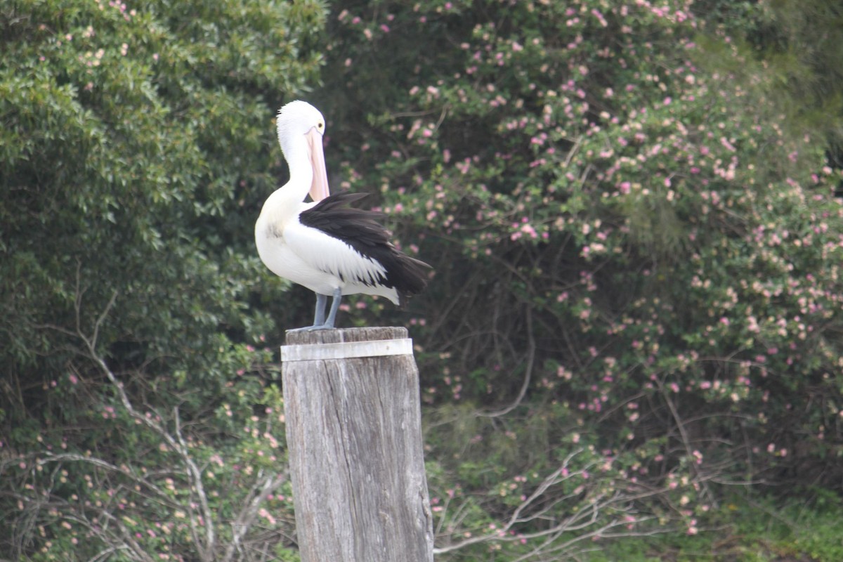 Австралийский пеликан - ML608990696