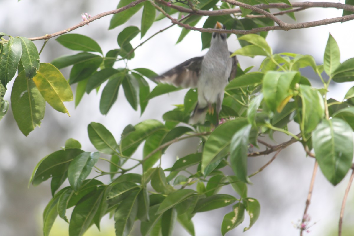 Noisy Miner - John Loch