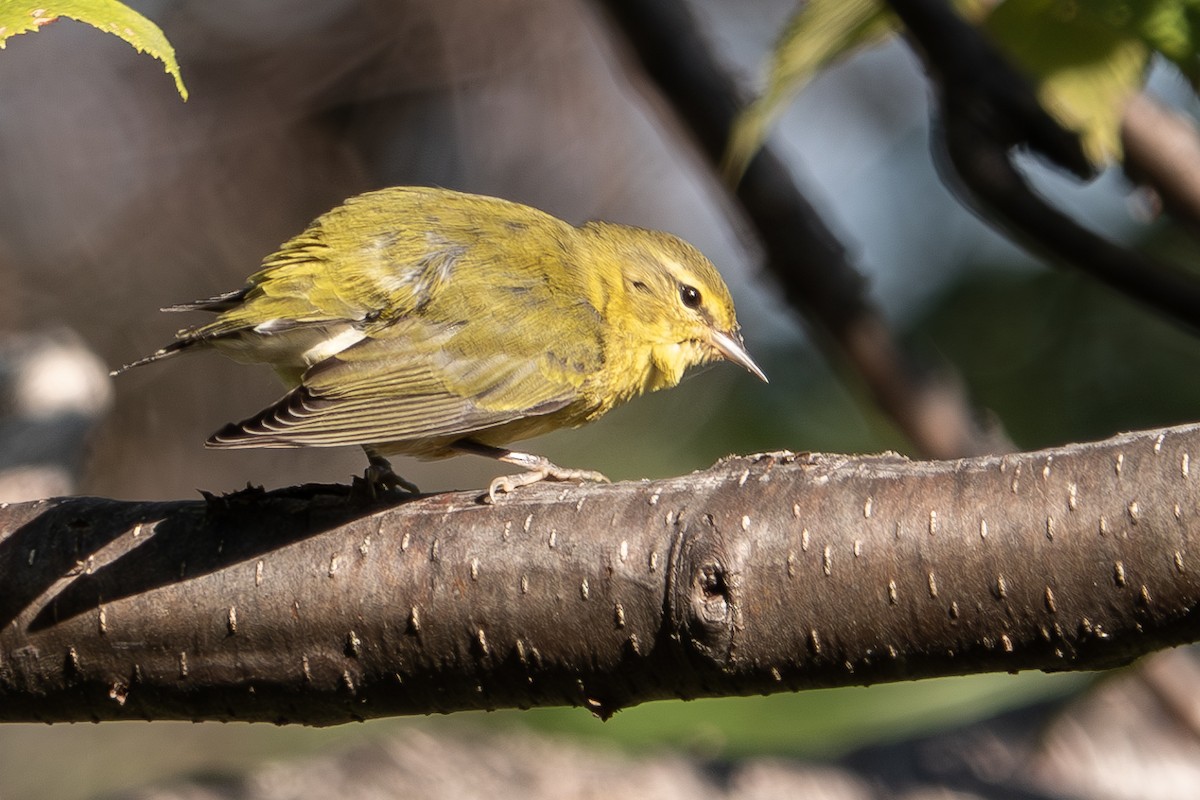 Tennessee Warbler - ML608990948