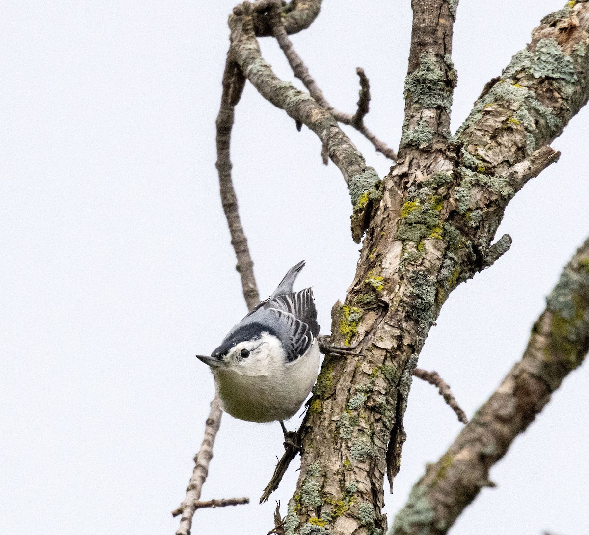 White-breasted Nuthatch - ML608990953