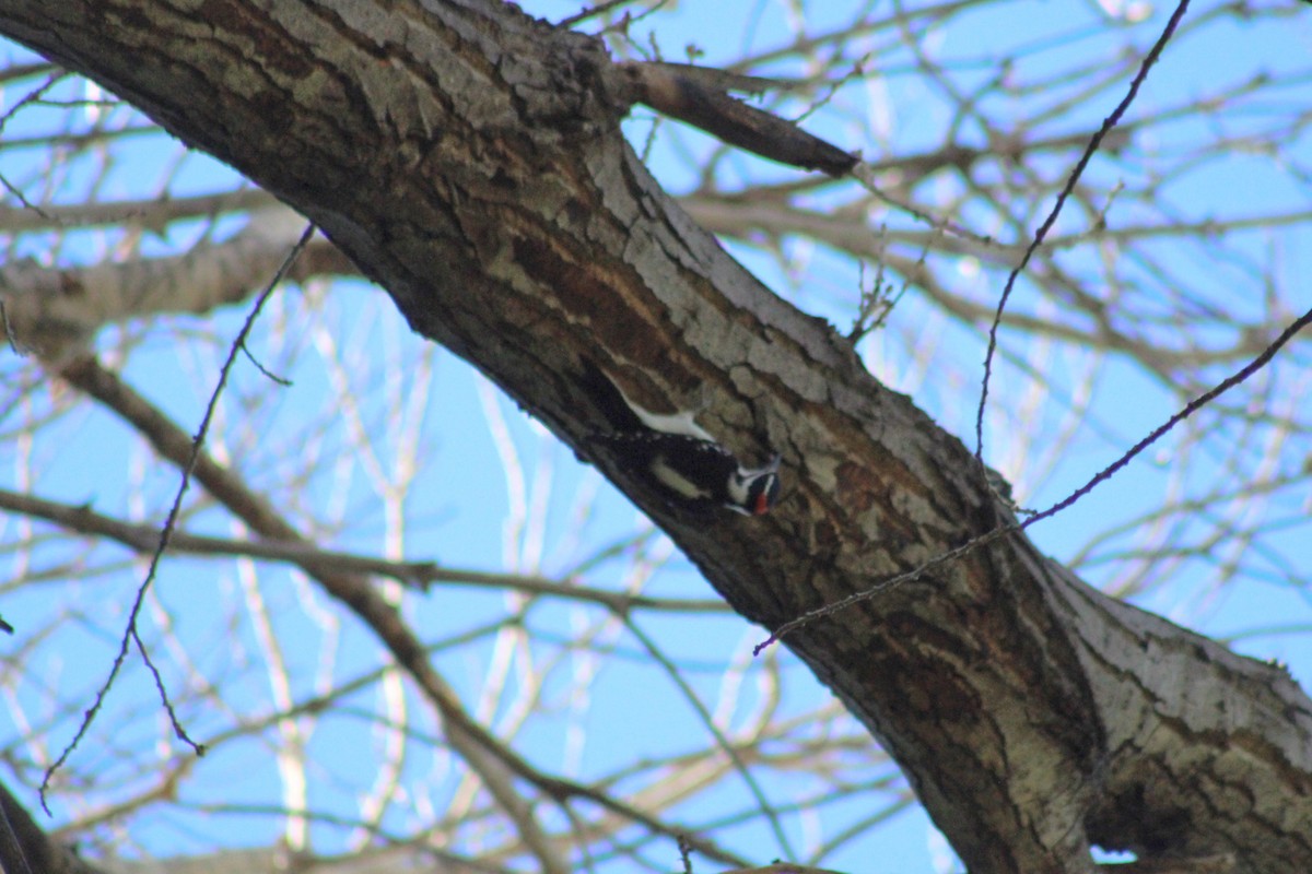 Hairy Woodpecker - ML608990995