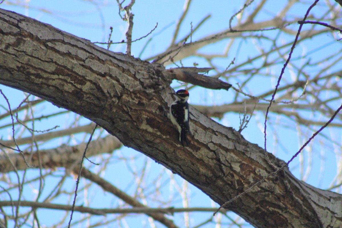 Hairy Woodpecker - ML608990996