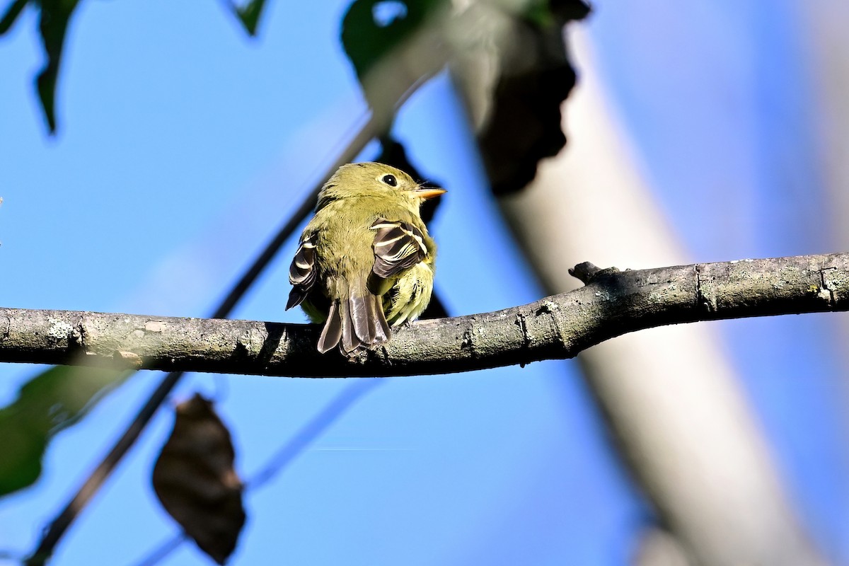 Yellow-bellied Flycatcher - Eileen Gibney