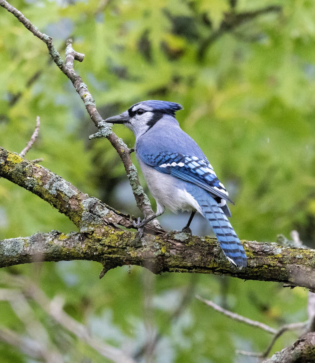 Blue Jay - ML608991089