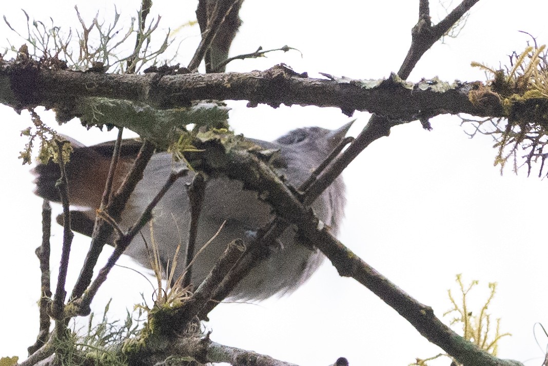 Chestnut-vented Conebill - ML608991104