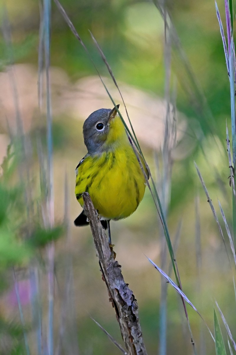 Magnolia Warbler - Eileen Gibney