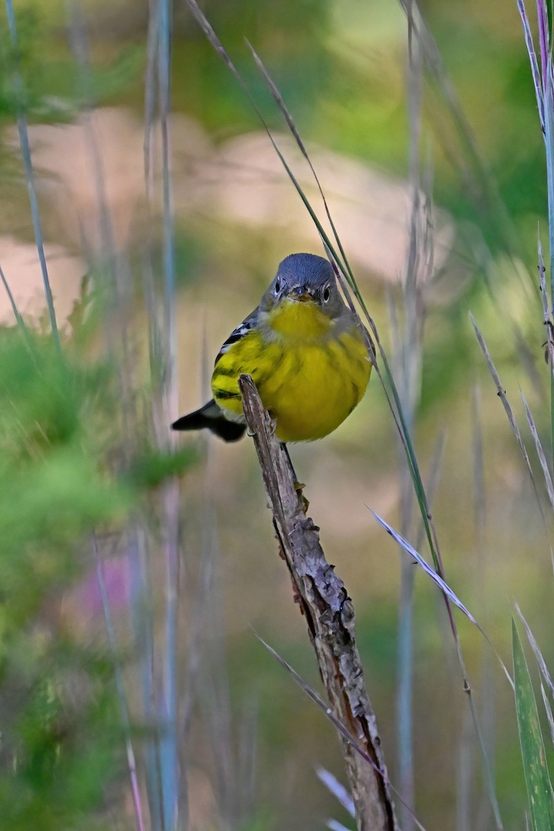 Magnolia Warbler - ML608991132