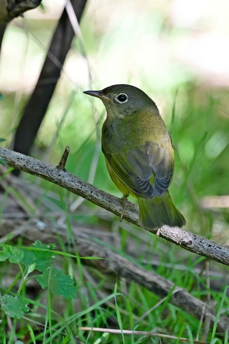 Connecticut Warbler - Eileen Gibney