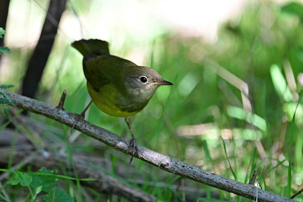 Connecticut Warbler - Eileen Gibney