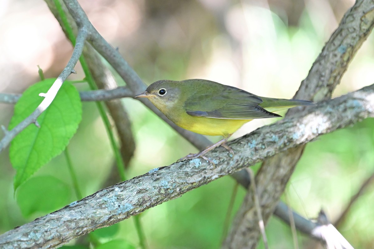 Connecticut Warbler - Eileen Gibney