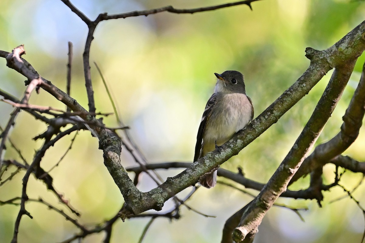 Alder/Willow Flycatcher (Traill's Flycatcher) - ML608991266