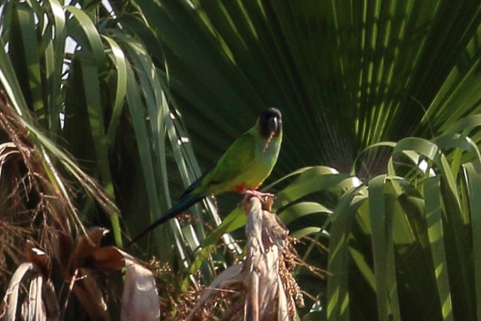 Conure nanday - ML608991331