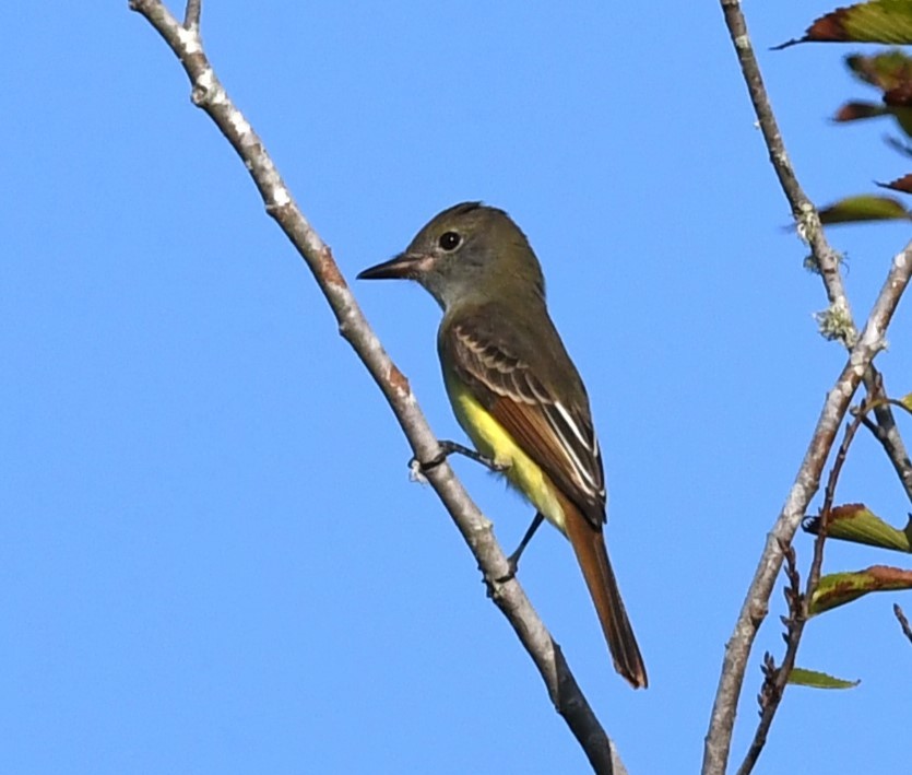 Great Crested Flycatcher - ML608991380