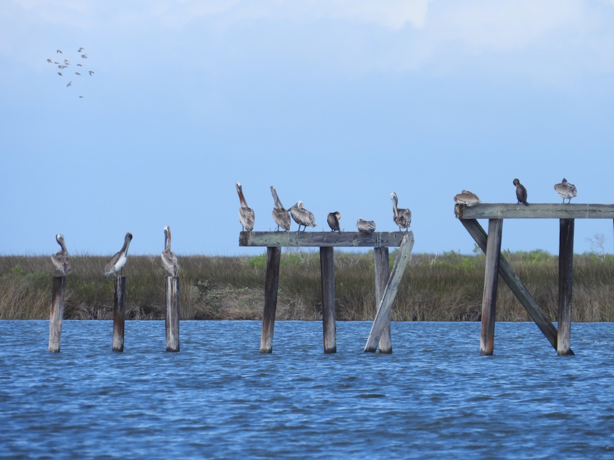 Brown Pelican - ML608991396