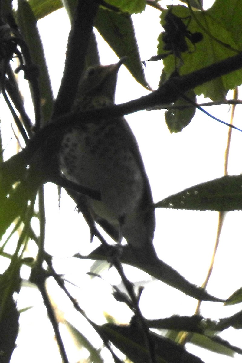Swainson's Thrush - ML608991502