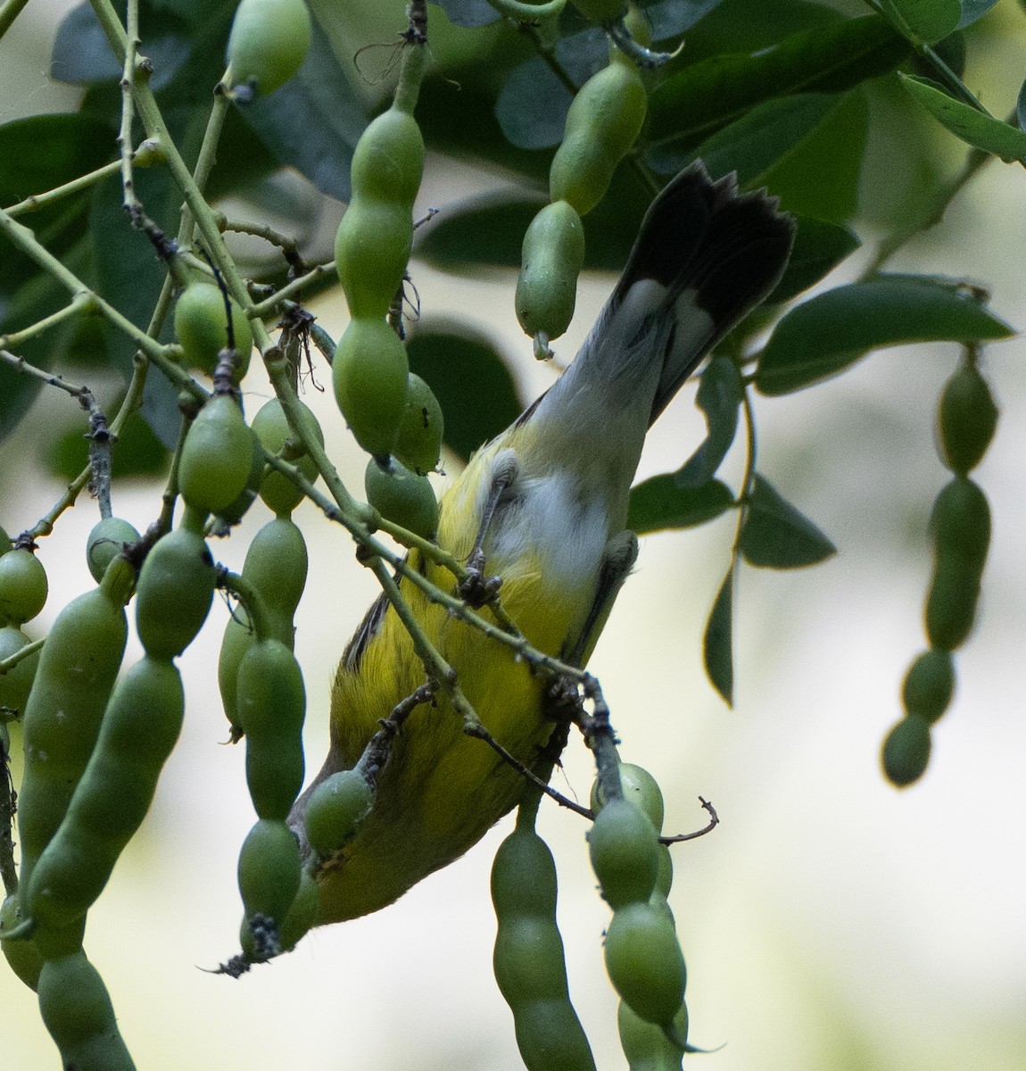 Magnolia Warbler - Scott Murphy