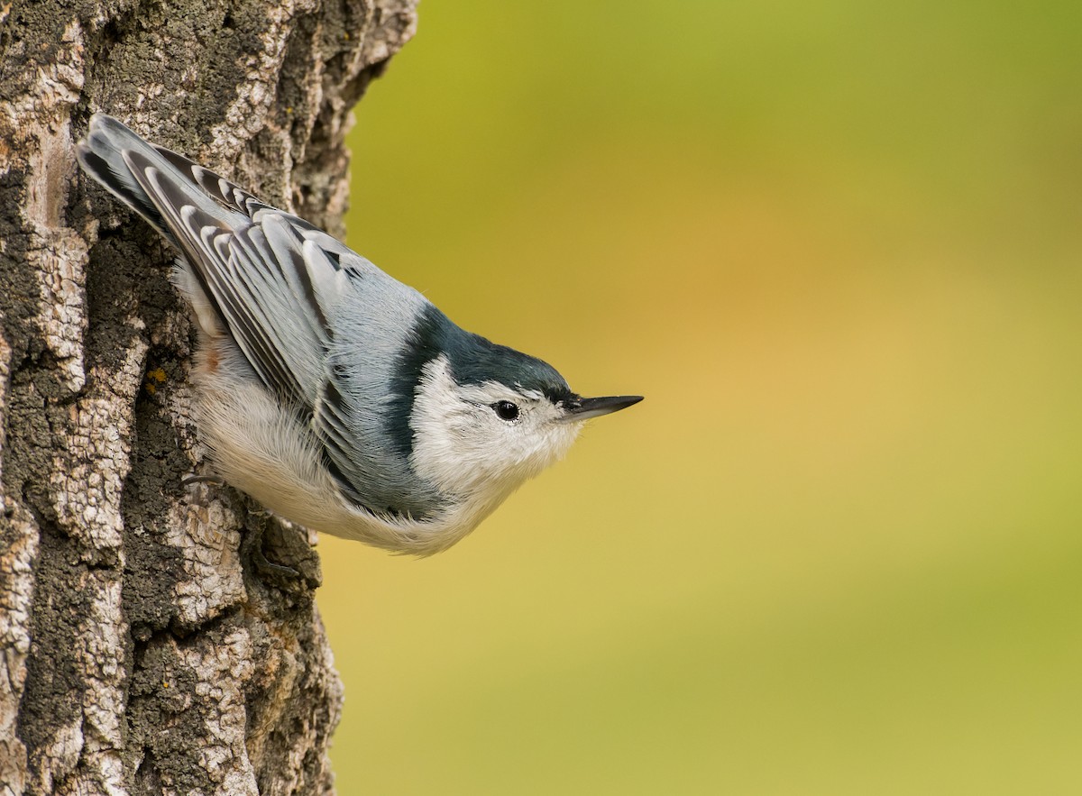 White-breasted Nuthatch - ML608991672