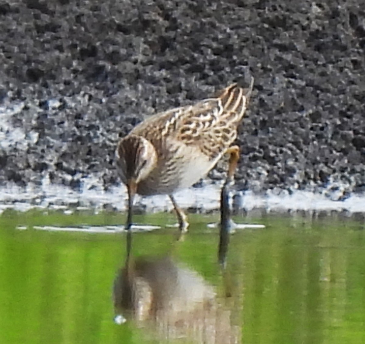 Pectoral Sandpiper - ML608991673