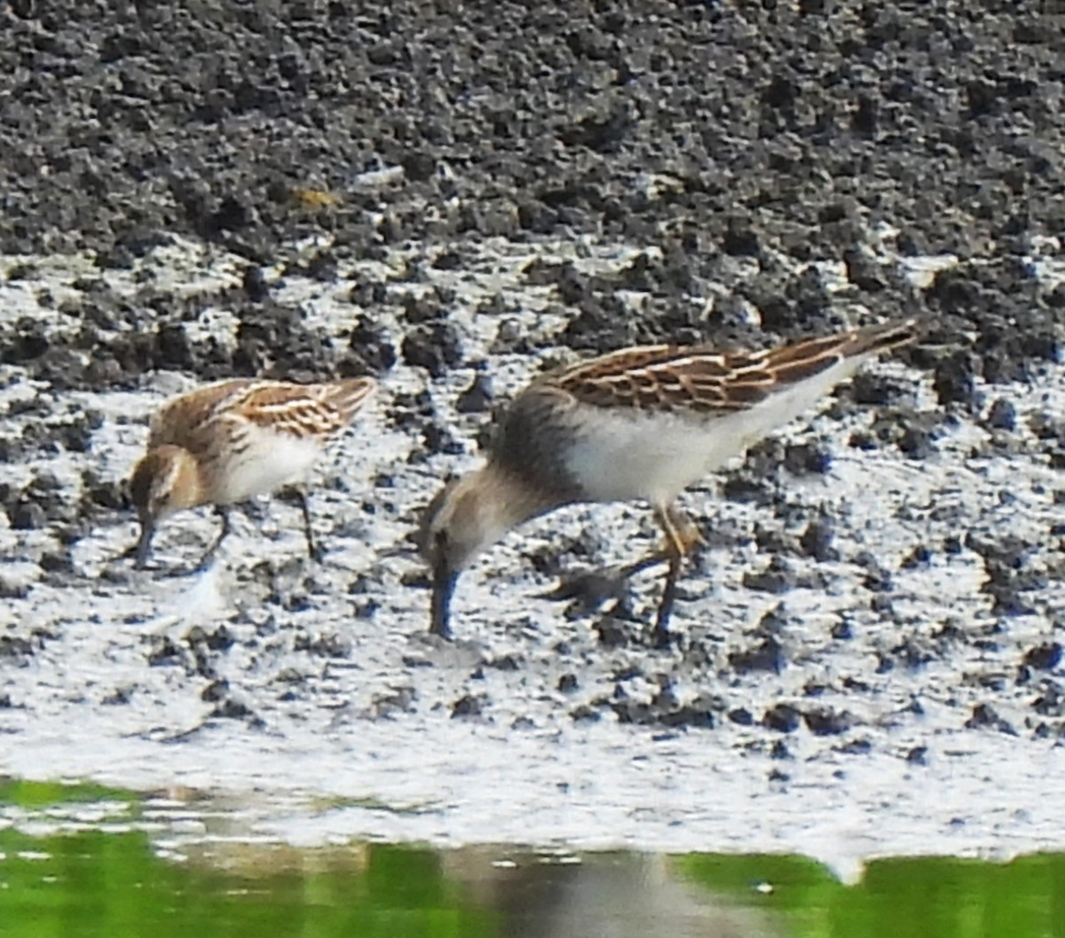 Pectoral Sandpiper - ML608991674