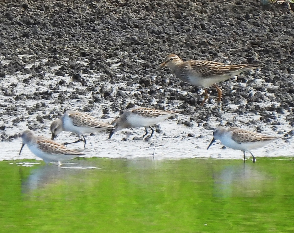 Pectoral Sandpiper - ML608991675