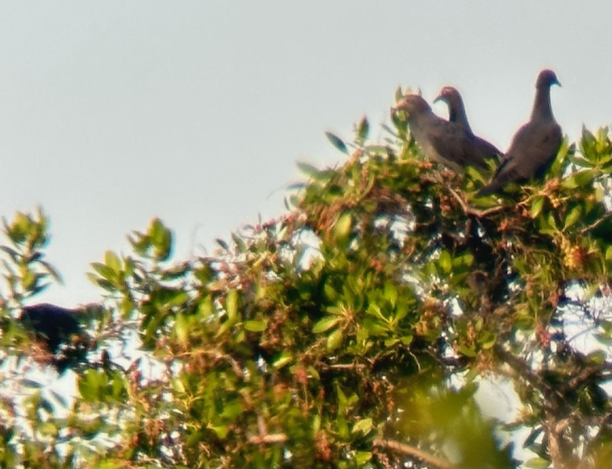 White-crowned Pigeon - Jeff Bouton