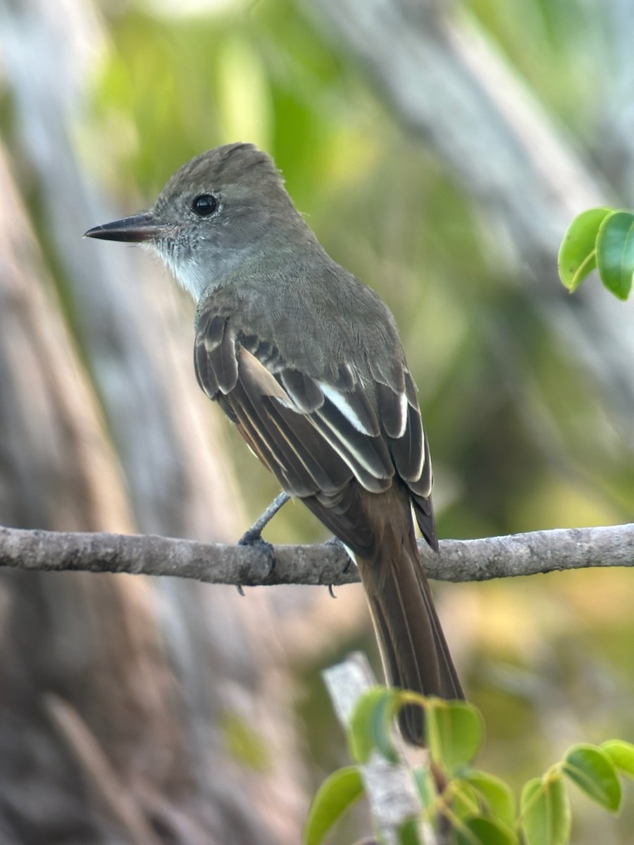 Great Crested Flycatcher - ML608991909