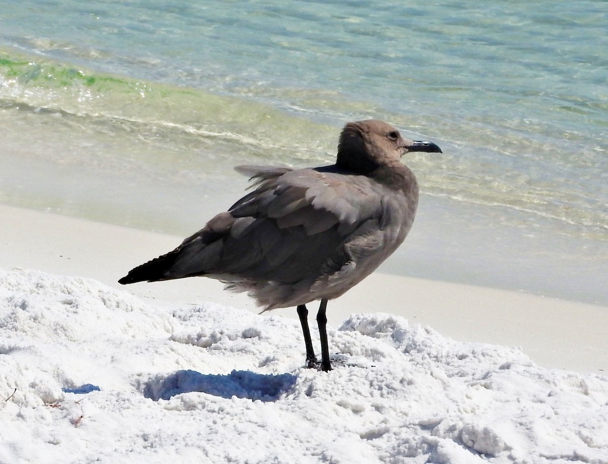 Gray Gull - ML608991914