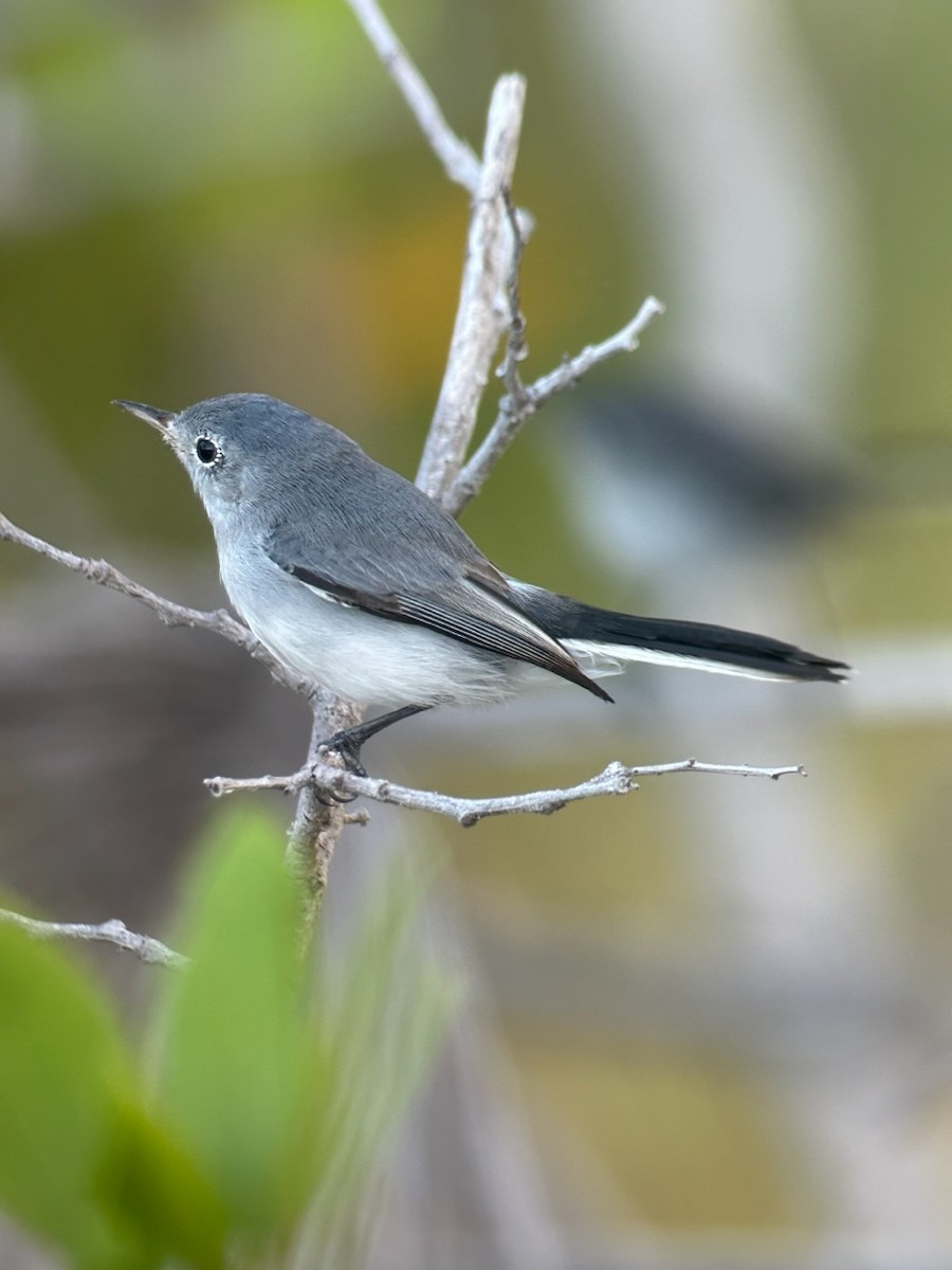 Blue-gray Gnatcatcher - Jeff Bouton