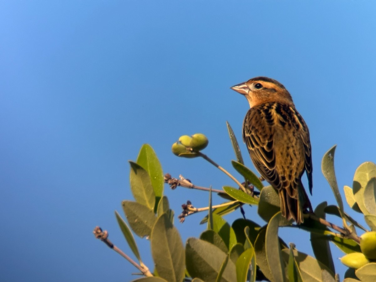 Bobolink - ML608991951