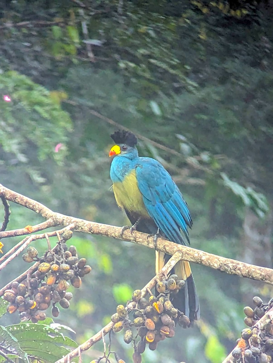 Great Blue Turaco - ML608991955