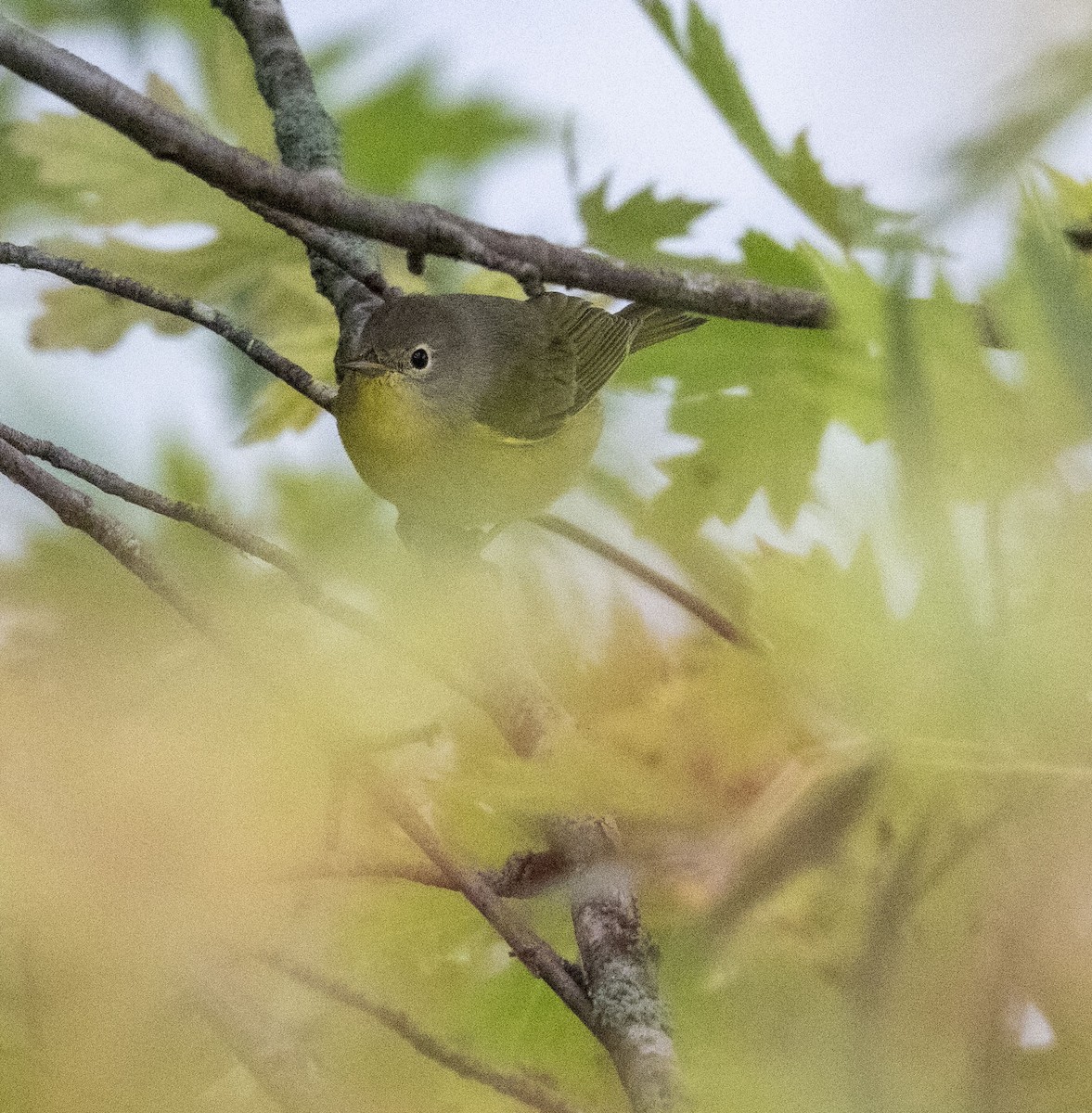 Nashville Warbler - ML608991959