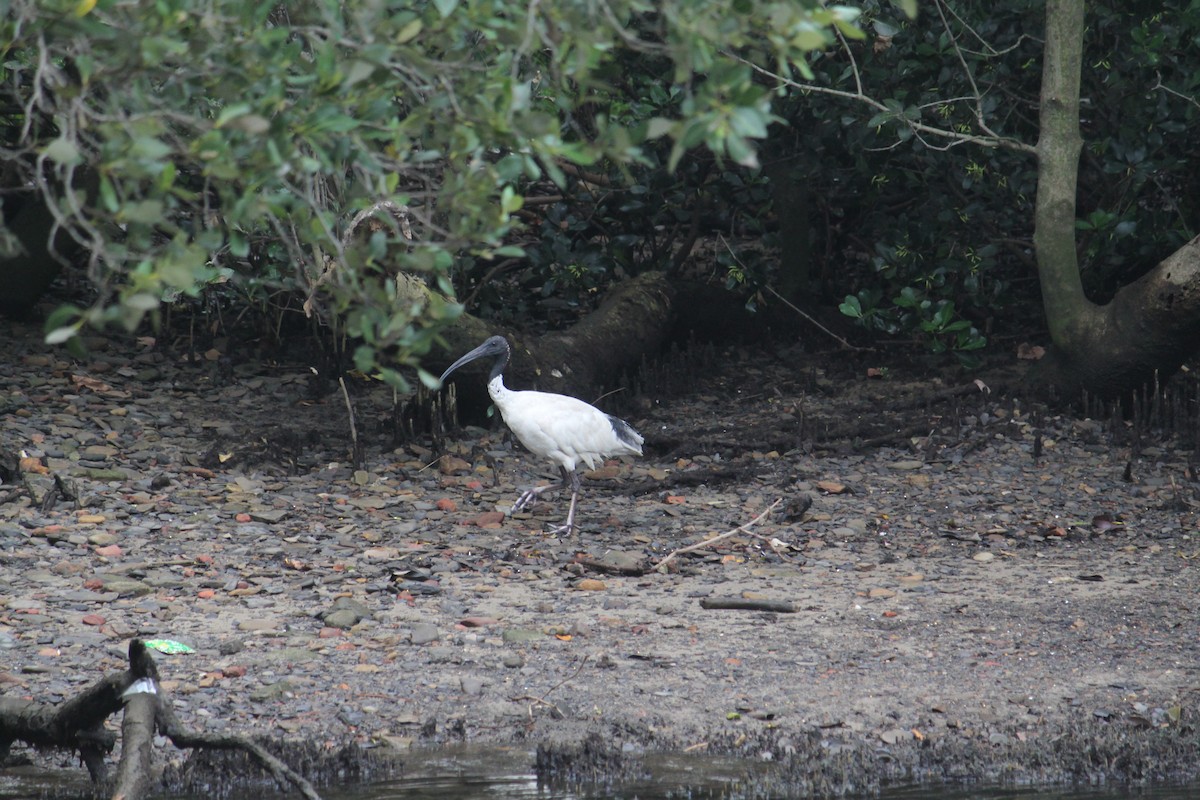 Ibis à cou noir - ML608991971