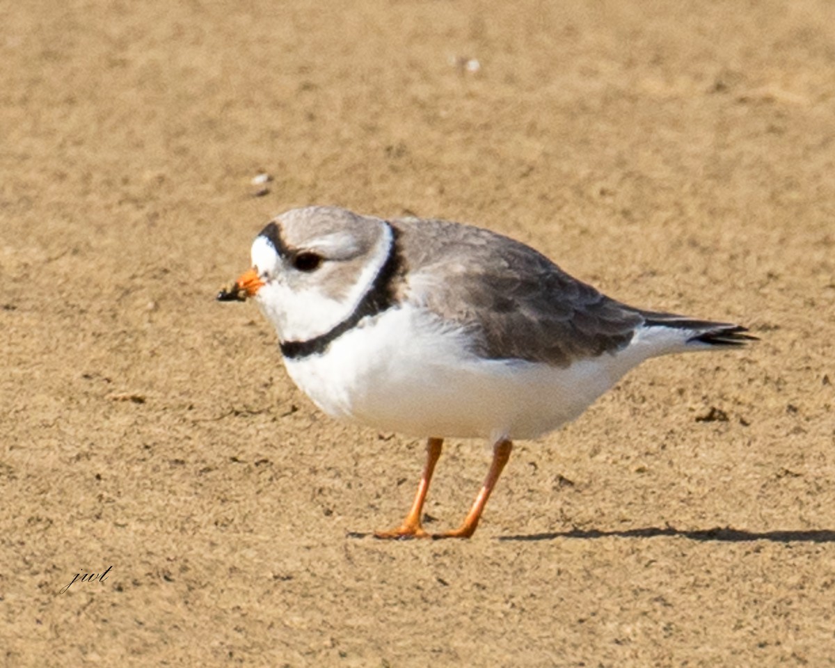 Piping Plover - Janeal W. Thompson