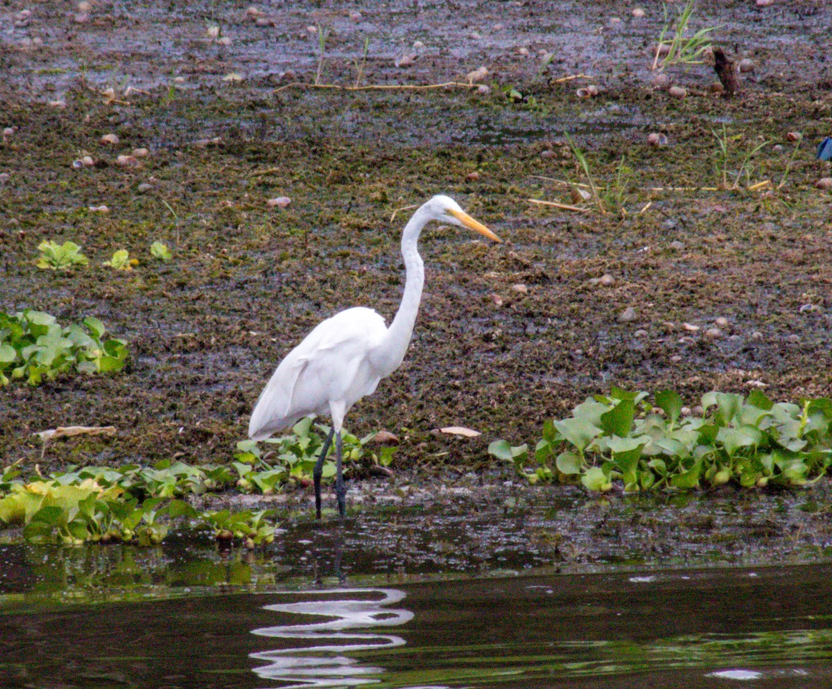 Great Egret - ML608992030